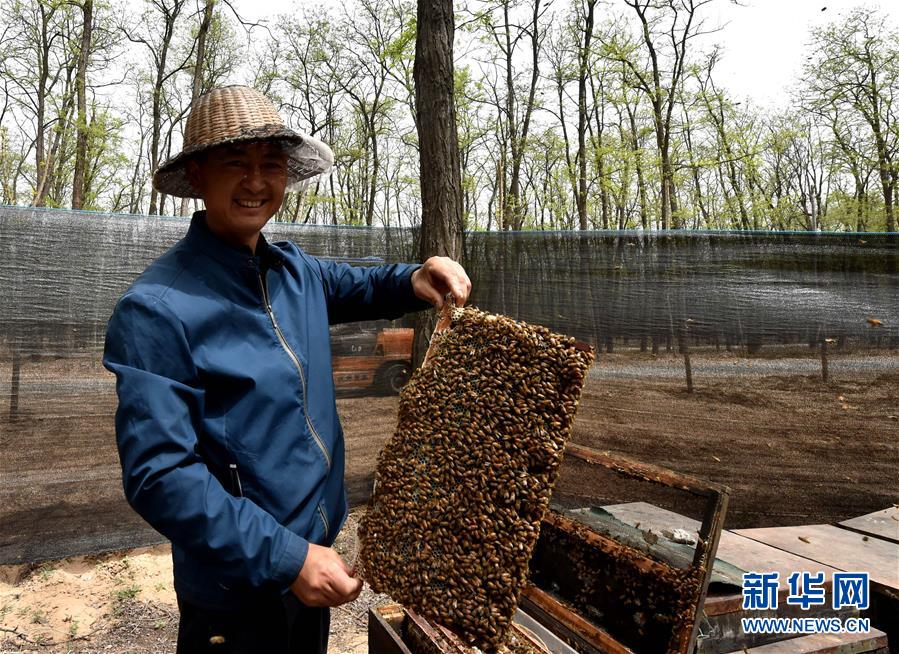 (在習(xí)近平新時(shí)代中國(guó)特色社會(huì)主義思想指引下——新時(shí)代新氣象新作為·圖文互動(dòng))(4)河南民權(quán):三代造林人接力68年播綠黃河故道